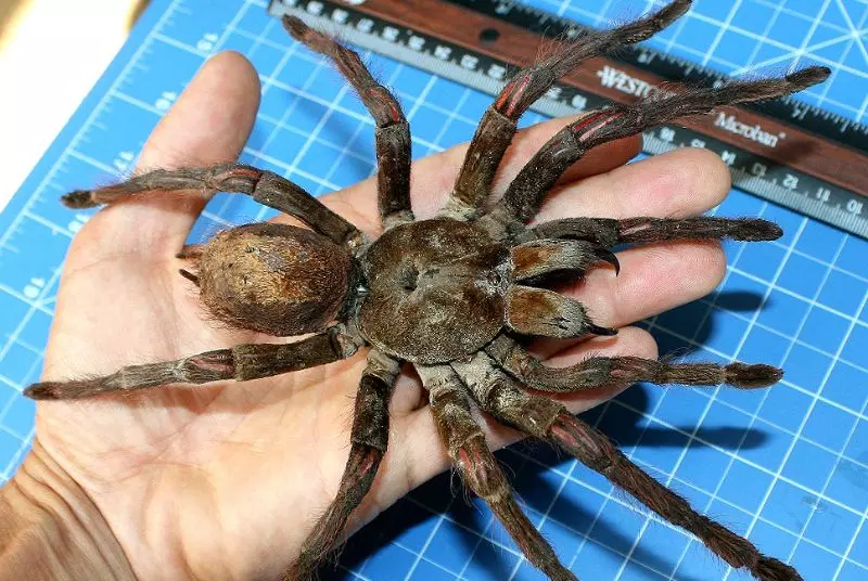 Aranha Gigante – Conheça a Maior Aranha do Mundo